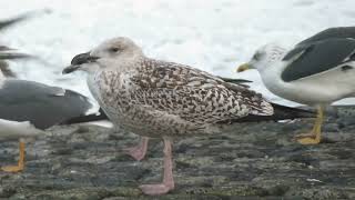 Great Blackbacked Gull Larus marinus Maasvlakte ZH the Netherlands 22 Nov 2024 17 [upl. by Amandie]