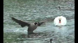 SWAN Tries to Drown GOOSE [upl. by Adile149]