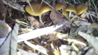 Psilocybe Cyancescens Find University Place WA November 14 2013 PNW [upl. by Lonnie]