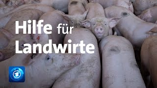 Afrikanische Schweinepest Hilfe für betroffene Betriebe geplant [upl. by Zobkiw716]