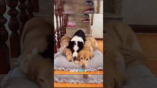 Unbelievable friendship of three dogs  dogs Emotional video  dogs friendship video [upl. by Ahsiuqram]