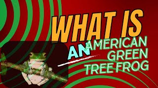 What Is An American Green Tree Frog [upl. by Nitsur659]