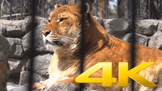 4K  Liger LionTiger Hybrid at Novosibirsk Zoo [upl. by Odelet986]