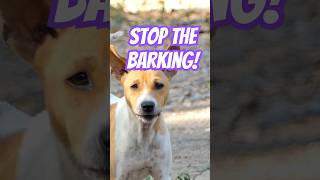 How to Train Your Dog Not to Bark [upl. by Hallagan]