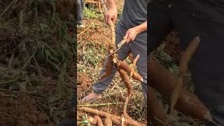 Cassava harvesting process [upl. by Yedrahs]