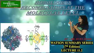 HOMOLOGOUS RECOMBINATION MOLECULAR LEVEL Chap11 Lect2 WatsonSummarySeries HollidayJunction [upl. by Kcirre]