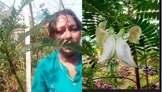 How To Grow HummingbirdSesbania Grandiflora Plant  Agasti TreeBokful In Rooftop  livingnature [upl. by Roz]