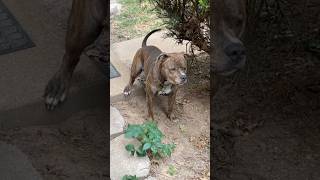 Brindle American Pitbull Terrier 🔥🔥🔥🔥 APBT Brindle Stud Male ChosenSheepKennels [upl. by Clay152]