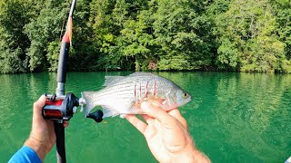 4 Hours of RAW and UNCUT Kayak Catfishing on the Tennessee River  Dragging Cut Bait [upl. by Ahseele302]