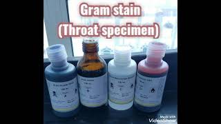 Gram stain of throat specimen [upl. by Averell]