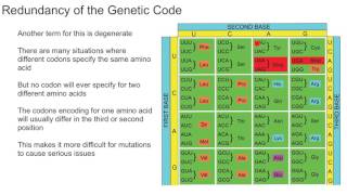 Redundancy of the Genetic Code [upl. by Irrot]