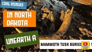 Coal miners in North Dakota unearth a mammoth tusk buried for thousands of years [upl. by Anrahc]