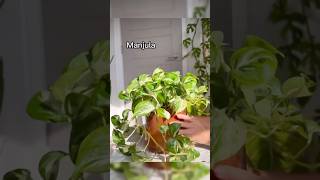 Stunning Pothos Varieties 🪴💚 indoorplants pothos shorts plants [upl. by Burdelle]