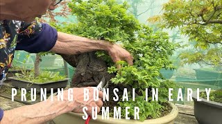 Pruning Bonsai In Early Summer [upl. by Hirsh]