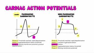 Cardiac Action Potentials  Conduction Pacemaking  Cardiomyocyte Action Potentials Ion Channels [upl. by Mcclenon277]