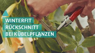 Garten Kübelpflanzen vor dem Winter zurückschneiden  BAUEN amp WOHNEN [upl. by Reseta]