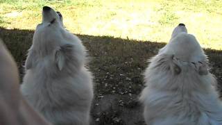 Two American Eskimo Dogs Howling at Siren Sparky amp Snow Bear [upl. by Ahsekram475]