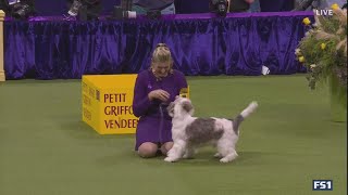 Winner of Westminster dog show shares name with late rock n roll icon [upl. by Crane]