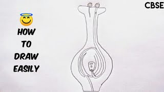 How to draw germination of pollen on stigma  Easy way to draw germination of pollen on stigma [upl. by Eisteb]