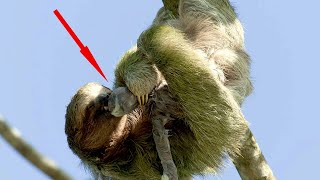 How Mother Sloth Giving Birth On The Tree Safely [upl. by Balling366]