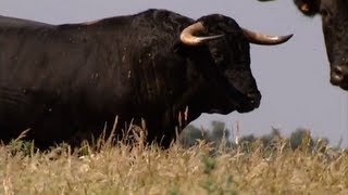 The bull the most powerful animal and symbolic of the earth [upl. by Eurd]