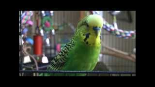 Disco the Parakeet Youre a Real Mensch [upl. by Mike493]