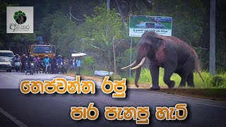 තේජවන්ත ඇත්රජ පාරපනින හැටි [upl. by Emina]