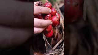 Harvesting cardamom fruit in the forest harvesting countryside enjoying fruit shortvideo [upl. by Feodora541]