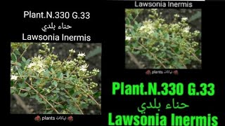 حناء بلدي Lawsonia Inermis [upl. by Nalepka73]