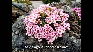 Saxifraga 2018 [upl. by Keese85]