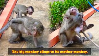 The baby monkey cannot leave its mother even for a moment it will lose its temper and jump up [upl. by Aleicarg329]