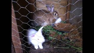 cuniculture  elevage lapin  congo [upl. by Pettifer]