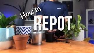 How to repot a plant  Beginners Guide to Repotting [upl. by Annoerb]