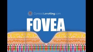 The Fovea  What is the Fovea and What Does it do [upl. by Enelyar954]