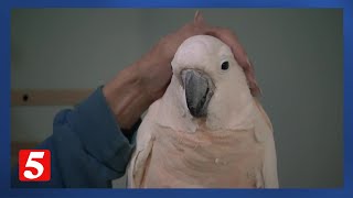 Dozens of rescued parrots find safe haven in Nashville after KY hoarding case [upl. by Greff]