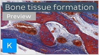 Bone tissue formation ossification and cells preview  Human Histology  Kenhub [upl. by Etnuahs230]