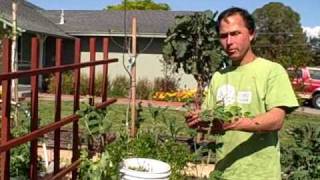 Preparing Square Foot Garden Raised Bed SFG to plant Strawberries [upl. by Naliorf]