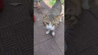 Smelly catfriendsfunnysitcomshorts comedytrendingviralshortexplorefunnyanimalscatyoutube [upl. by Hercules]