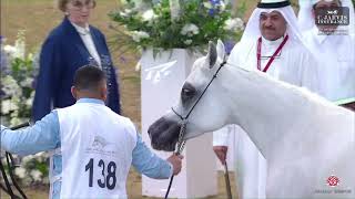 N 138 DANA AL FARRES 4th Qatar Arabian Breeders Cup 2024 Mares 7 Years Old Class 8 [upl. by Asenab]