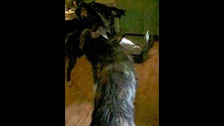 Scary Halloween Fight Great Dane vs Wolfhound SOUND [upl. by Ennylcaj]