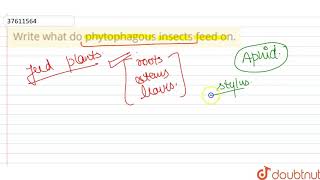 Write what do phytophagous insects feed on [upl. by Calendre913]