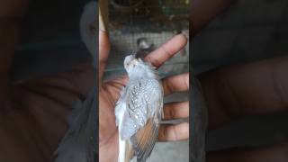 I Lost My Pet Bird Diamond Dove shorts ytshort birds [upl. by Terrel]