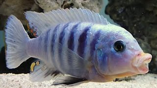 White top afra Cynotilapia Afra Metangula aggressive malawi mbuna cichlid [upl. by Atterehs973]