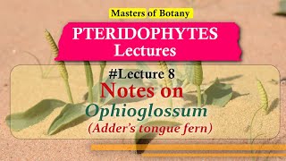 Lecture 8  Ophioglossum Adders Tongue Fern Life Cycle  Pteridophyta Lecture Notes [upl. by Areek]