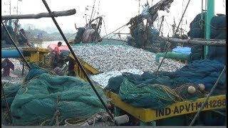 FISHING HARBOUR Of Visakhapatnam Vizag Andhra Pradesh India Part 1  Fish Videos Of India [upl. by Annekim529]