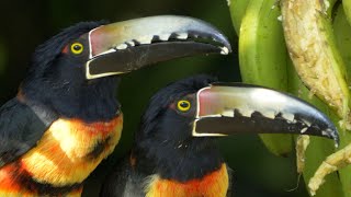 Collared Araçari in Guatemala [upl. by Joby]