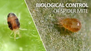 Biological control of spider mite  Neoseiulus californicus [upl. by Reldnahc]