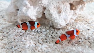 Introducing Clownfish to a new saltwater tank [upl. by Bartie]