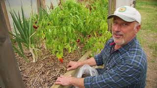 How I’m Overwintering My Capsicums and Chillies [upl. by Postman]