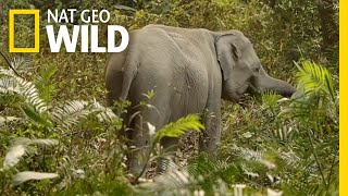 The Complicated Relationship Between Humans and Elephants  Nat Geo WILD [upl. by Sandra]